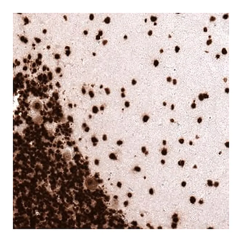 Merck Monoclonal Anti-H2AFX antibody produced in mouse