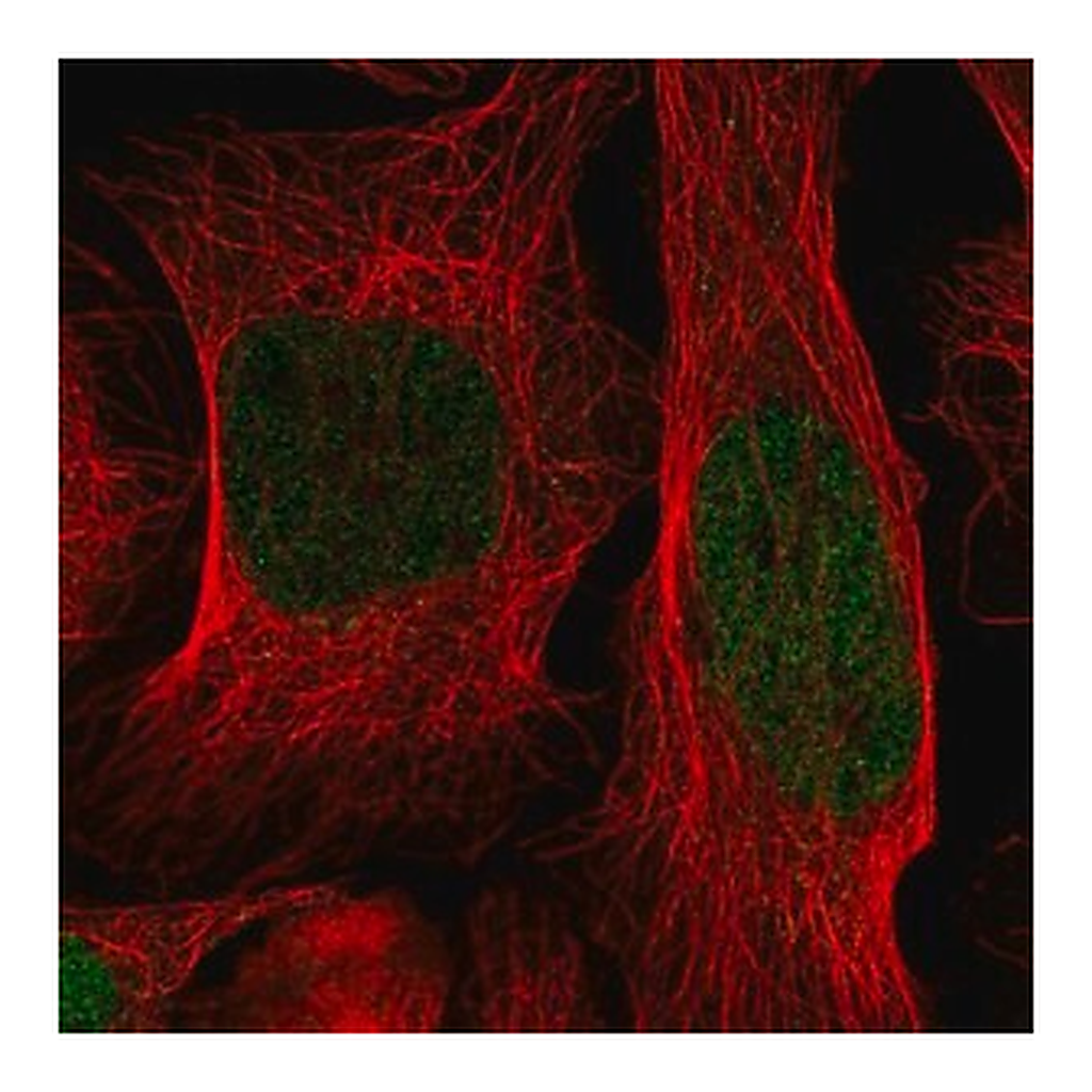 Merck Anti-ID1 antibody produced in rabbit
