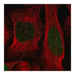 Merck Anti-ID1 antibody produced in rabbit