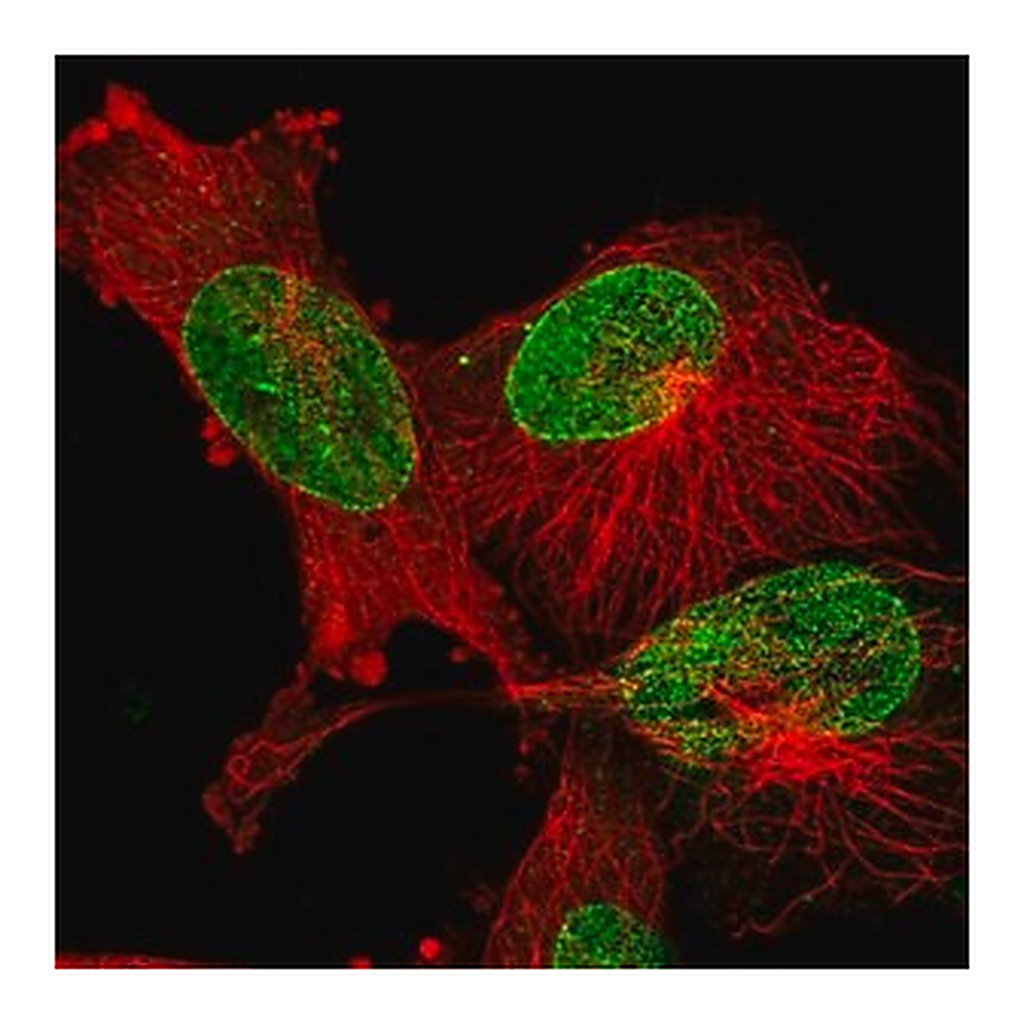 Merck Anti-EPGN antibody produced in rabbit