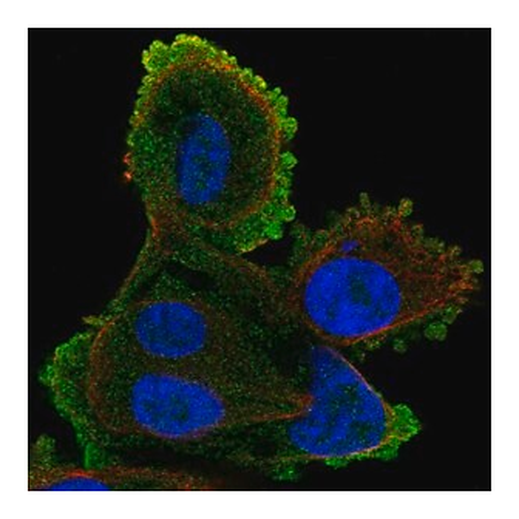 Merck Anti-ATP8A2 antibody produced in rabbit