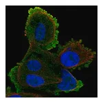 Merck Anti-ATP8A2 antibody produced in rabbit