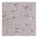 Merck Anti-NLK antibody produced in rabbit