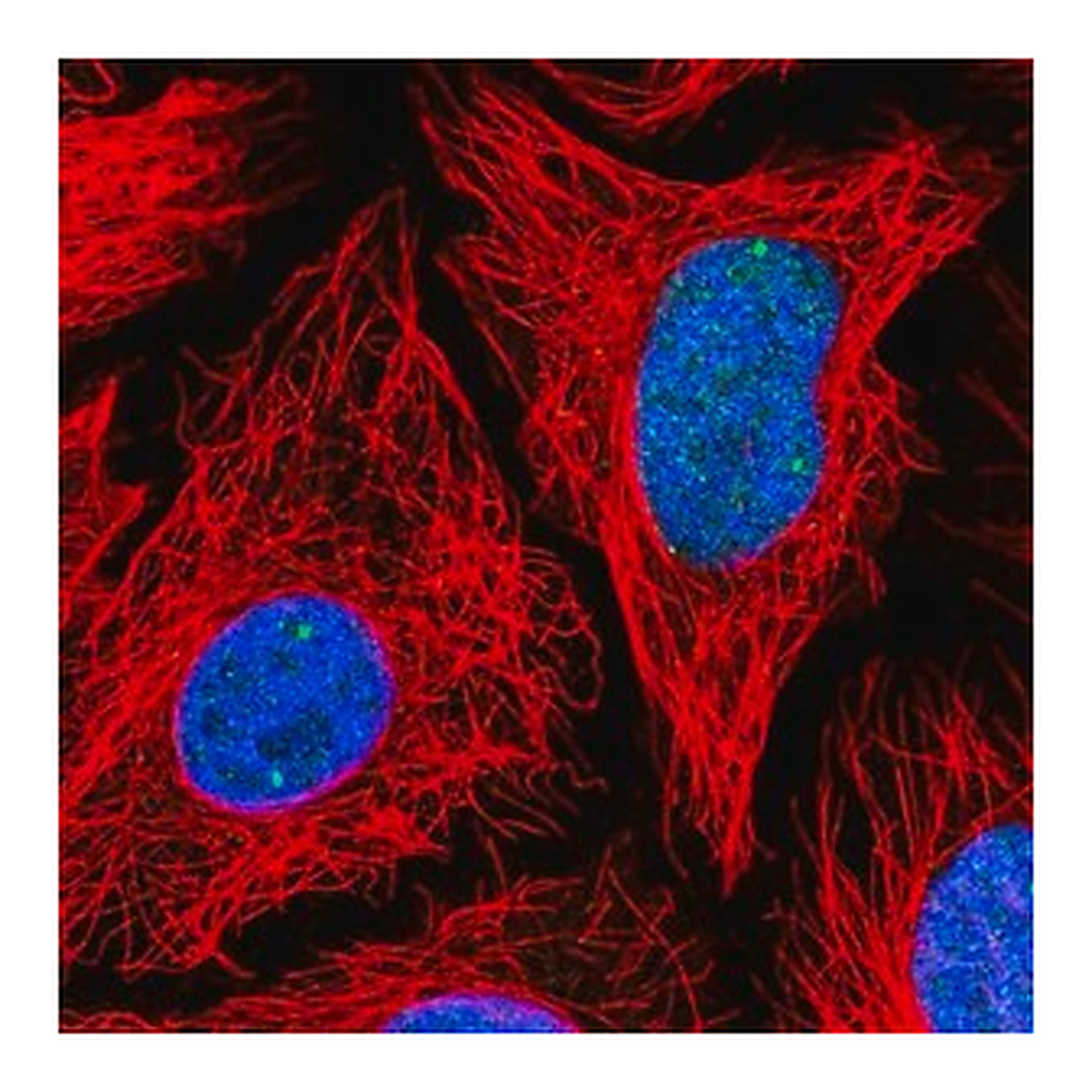 Merck Anti-TOE1 antibody produced in rabbit