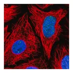 Merck Anti-TOE1 antibody produced in rabbit
