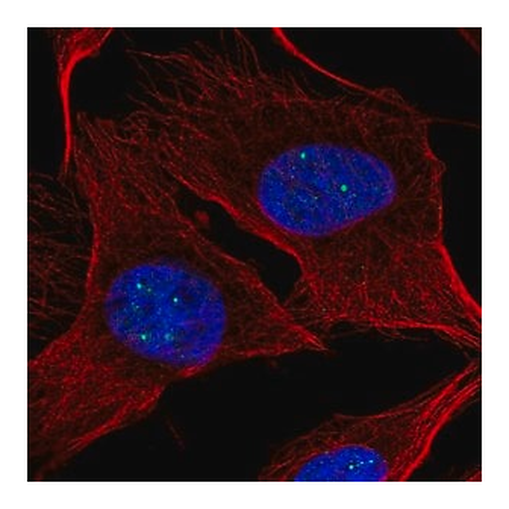 Merck Anti-NPAT antibody produced in rabbit