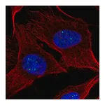 Merck Anti-NPAT antibody produced in rabbit