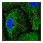 Merck Anti-SSFA2 antibody produced in rabbit