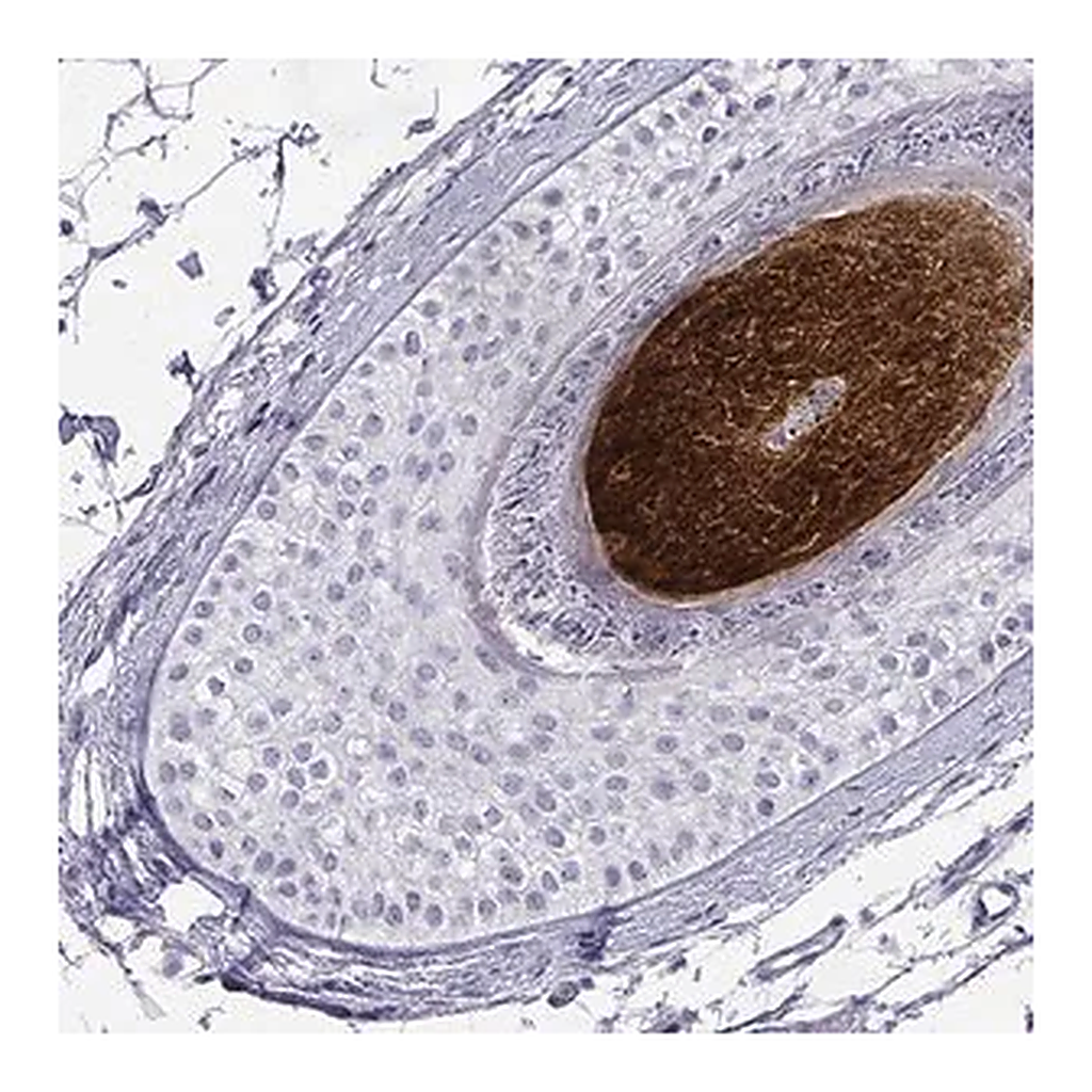 Merck Anti-KRTAP2-4 antibody produced in rabbit