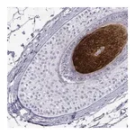 Merck Anti-KRTAP2-4 antibody produced in rabbit