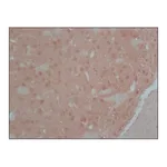 Merck Anti-Calcineurin (α-Subunit) antibody, Mouse monoclonal