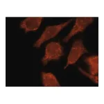 Merck Anti-LC3C antibody, Mouse monoclonal