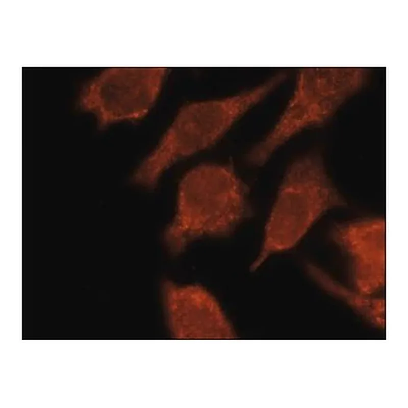 Merck Anti-LC3C antibody, Mouse monoclonal