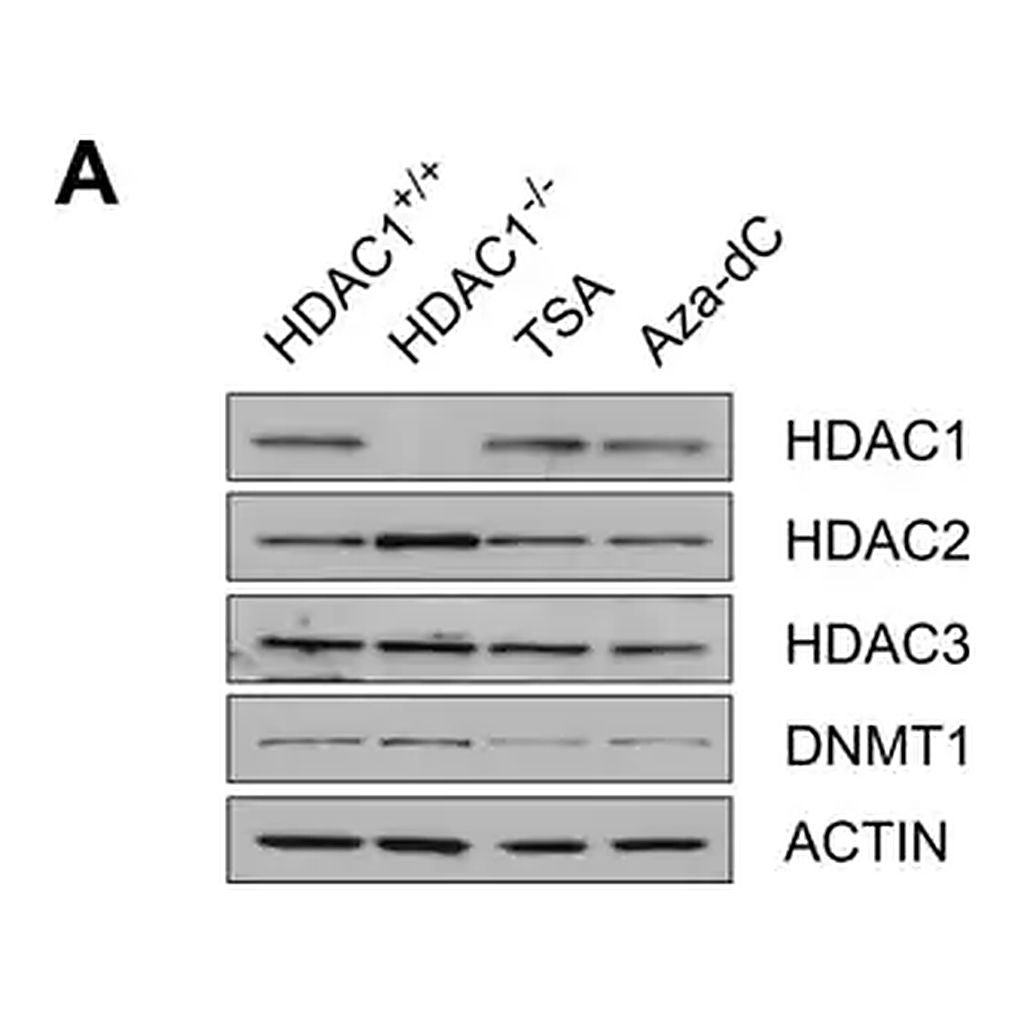 Merck Anti-HDAC1 Antibody