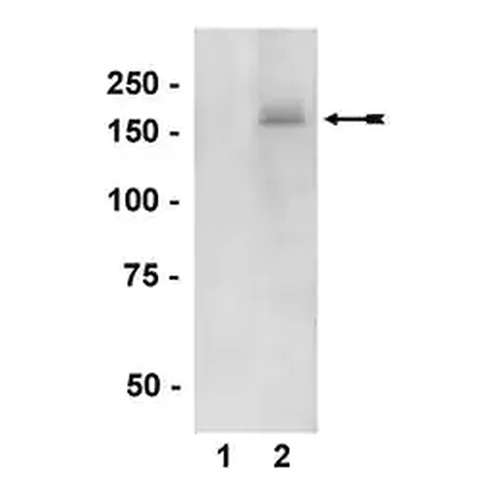 Merck Anti-phospho-nNOS/NOS I (Ser1417) Antibody