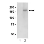 Merck Anti-phospho-nNOS/NOS I (Ser1417) Antibody