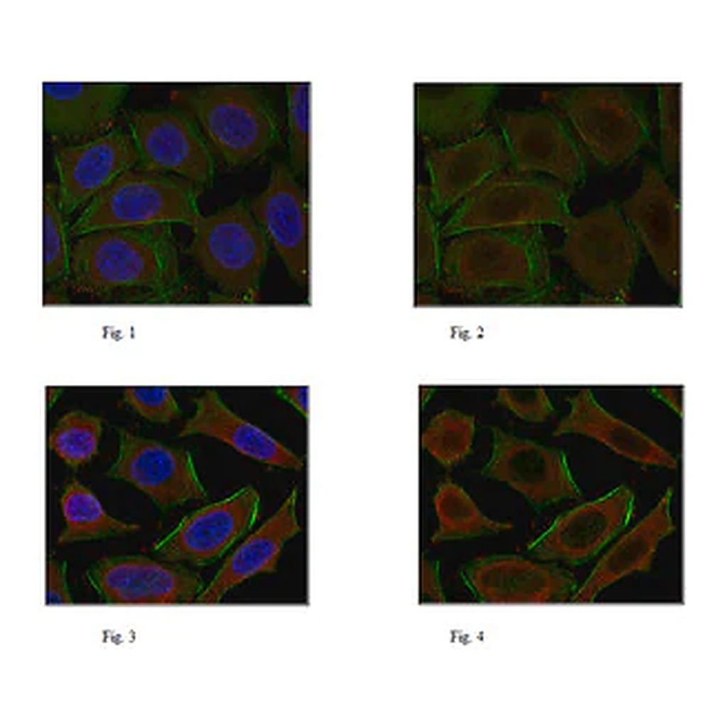 Merck Anti-NF-E2-related factor 2 Antibody