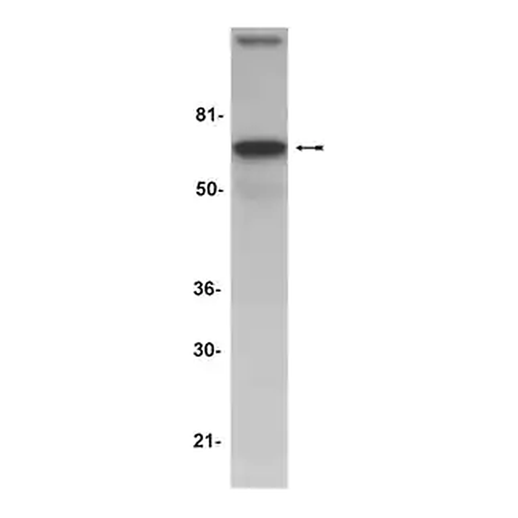 Merck Anti-AIF (Apoptosis Inducing Factor) Antibody
