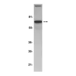 Merck Anti-AIF (Apoptosis Inducing Factor) Antibody