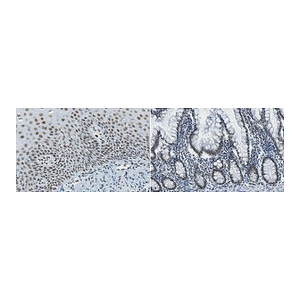 Merck Anti-REST Antibody, clone 2D9.1