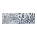 Merck Anti-REST Antibody, clone 2D9.1