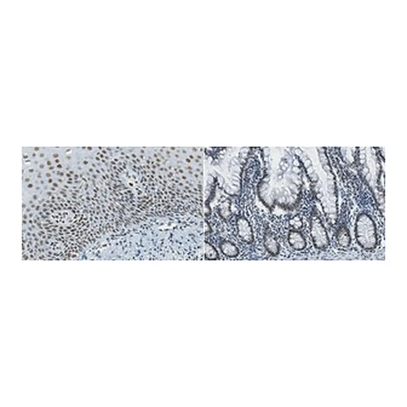Merck Anti-REST Antibody, clone 2D9.1