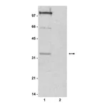Merck Anti-phospho-Histone H1 Antibody