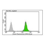 Merck Anti-RPA2 p34 Antibody, clone RPA20 1-46