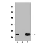 Merck Anti-Histone H2A.Z Antibody