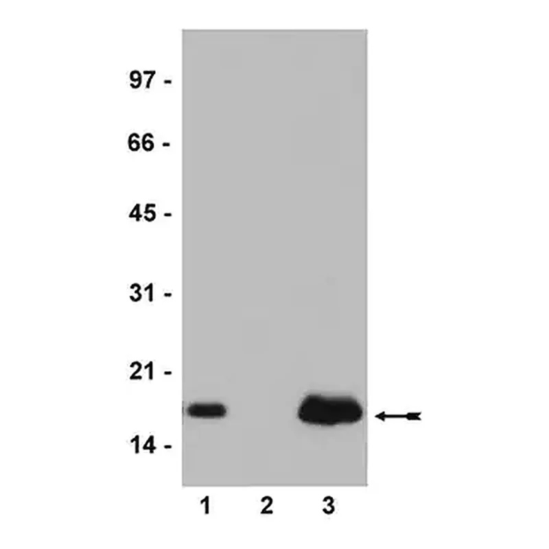 Merck Anti-Histone H2A.Z Antibody