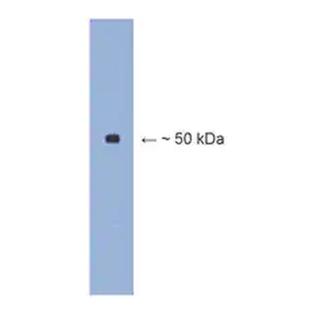 Merck Anti-β III tubulin Antibody