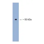 Merck Anti-β III tubulin Antibody
