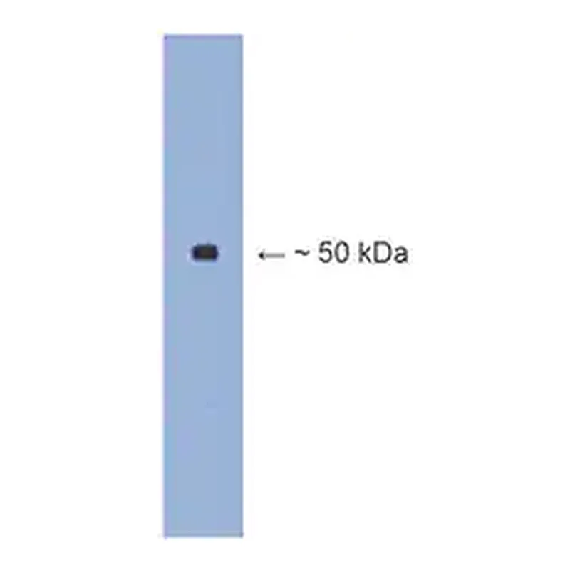 Merck Anti-β III tubulin Antibody