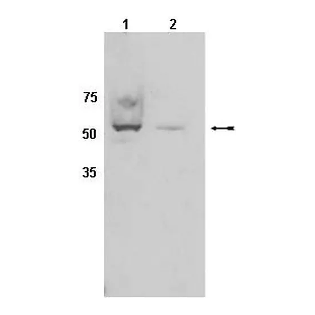 Merck Anti-CYP450 Antibody, clone 2E1