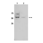 Merck Anti-CYP450 Antibody, clone 2E1