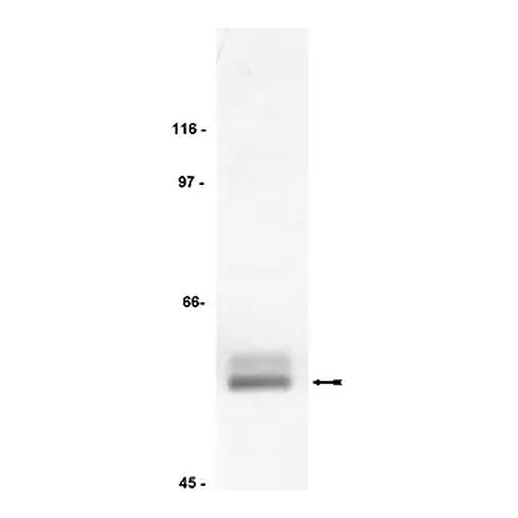 Merck Anti-Lck Antibody