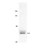 Merck Anti-Lck Antibody