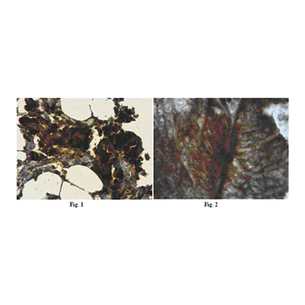 Merck Anti-MMP-3 Antibody, NT