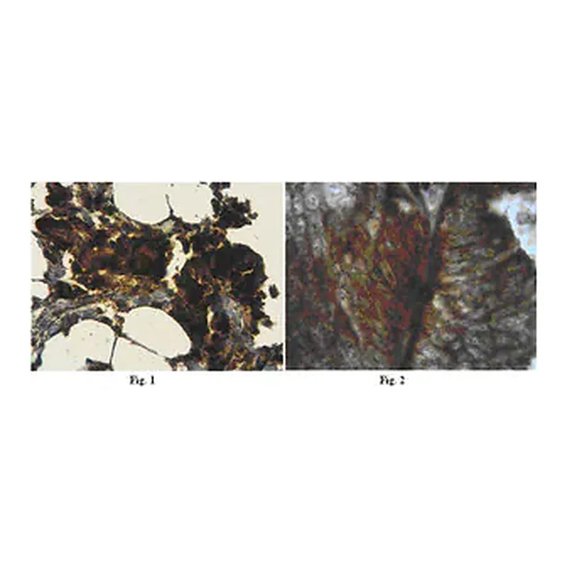 Merck Anti-MMP-3 Antibody, NT