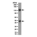 Merck Anti-NFκB p50 Antibody