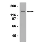 Merck Anti-G9a Antibody