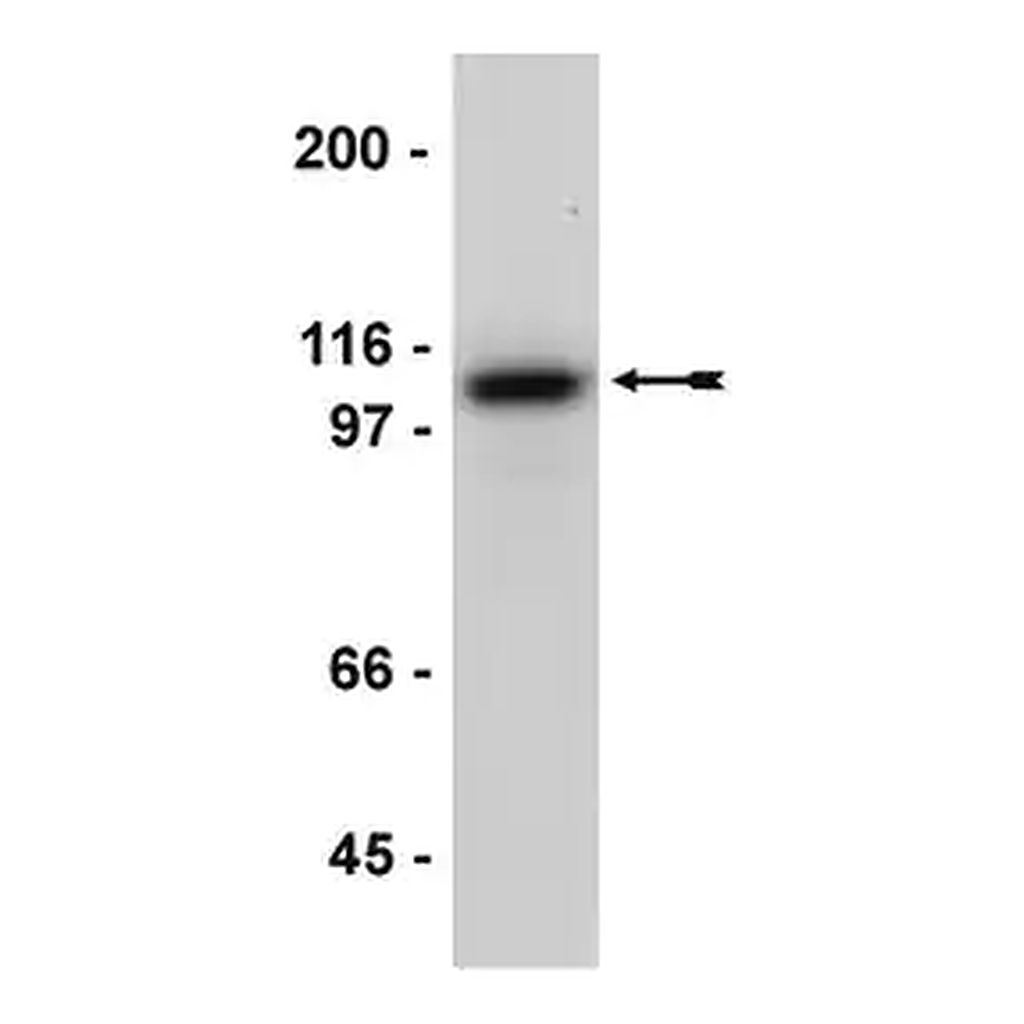Merck Anti-E-Cadherin Antibody