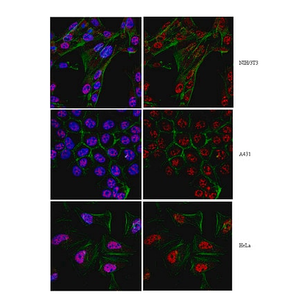 Merck Anti-Twist1 (Twist-related protein 1) Antibody