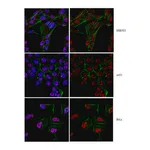Merck Anti-Twist1 (Twist-related protein 1) Antibody