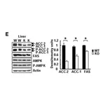 Merck Anti-phospho-Acetyl CoA Carboxylase (Ser79) Antibody