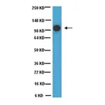 Merck Anti-MCAM Antibody, clone P1H12