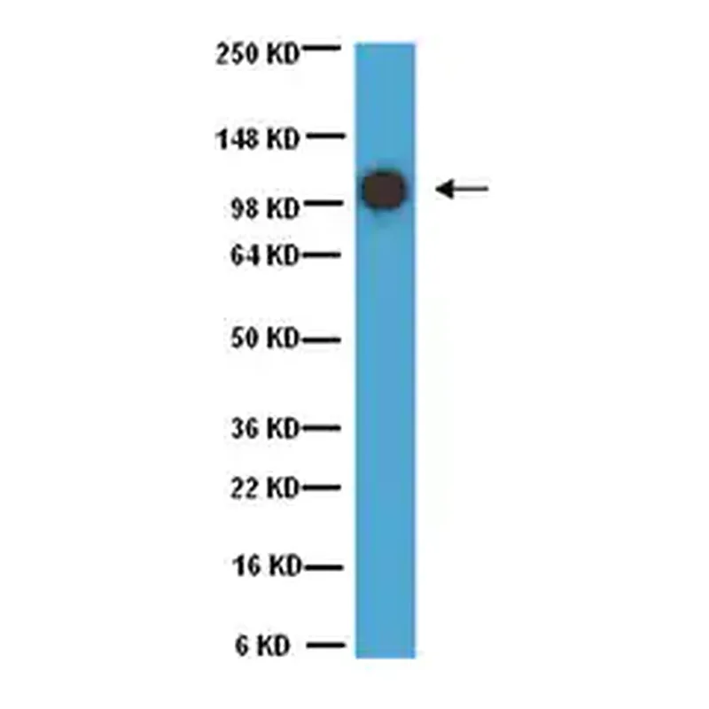 Merck Anti-MCAM Antibody, clone P1H12