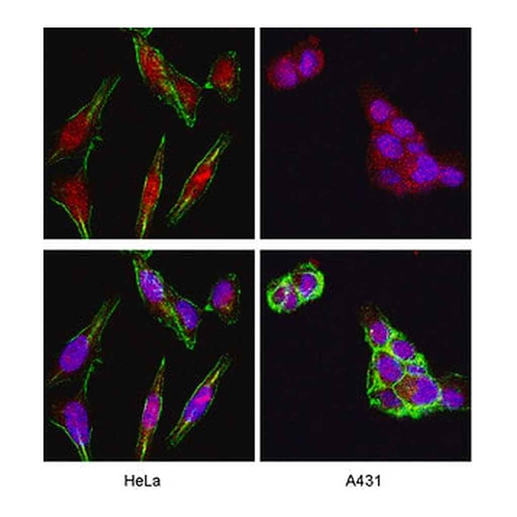 Merck Anti-Akt/PKB Antibody, PH Domain, clone SKB1
