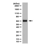 Merck Anti-Occludin Antibody