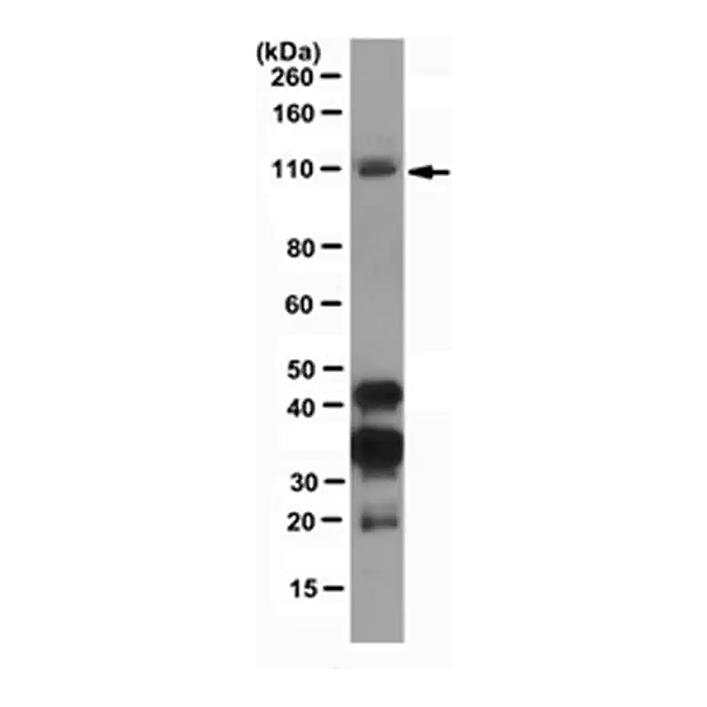 Merck Anti-Dnmt3b Antibody, clone D3B2-2C1